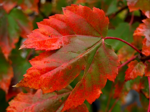 Klon czerwony (Acer rubrum) 